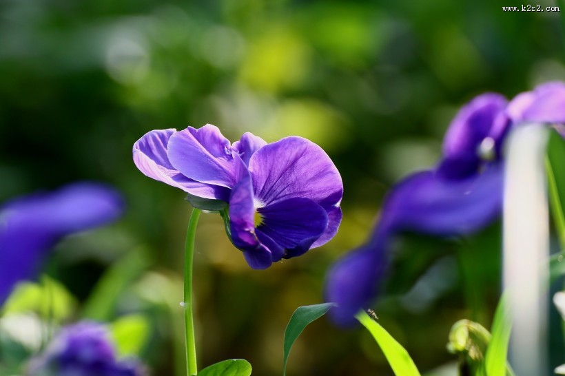 三色堇图片大全