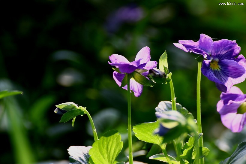三色堇图片大全