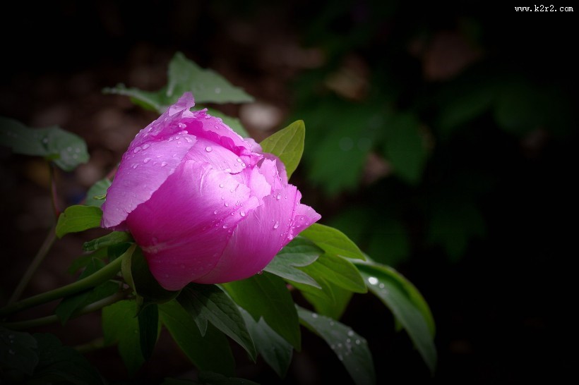 艳丽的牡丹图片大全