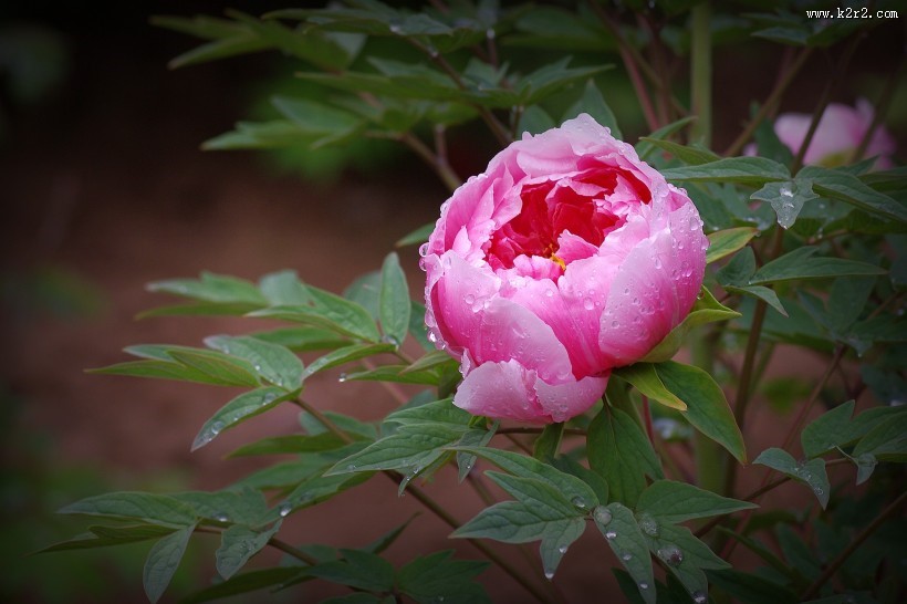 艳丽的牡丹图片大全