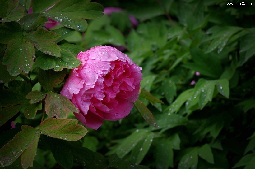 艳丽的牡丹图片大全