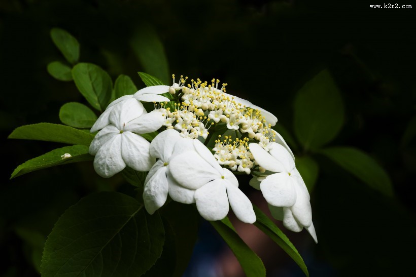 洁白的琼花图片