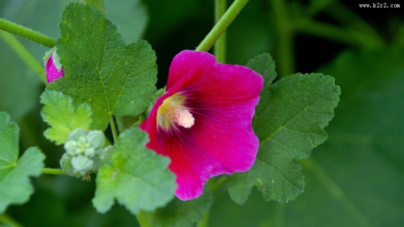 红色蜀葵花图片