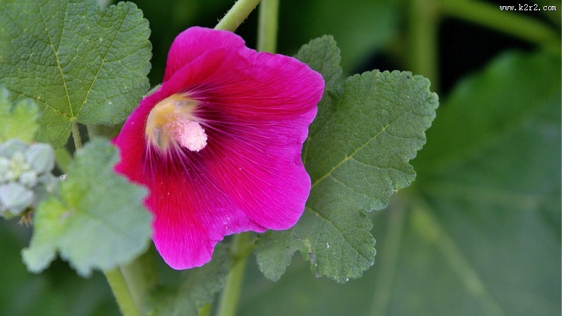 红色蜀葵花图片