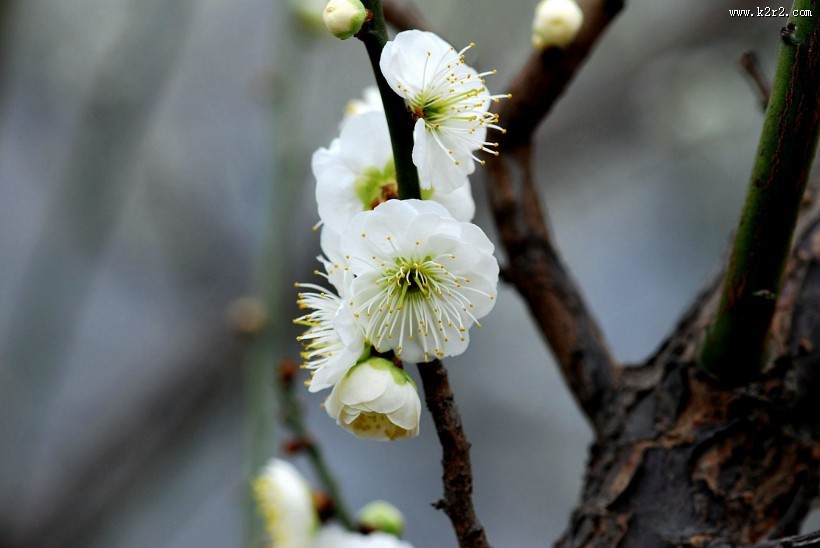 绿萼梅图片大全