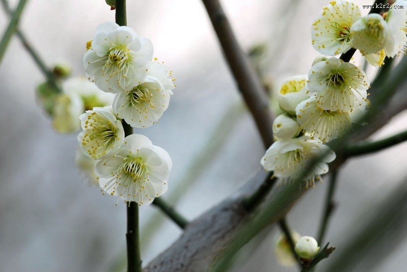 绿萼梅图片大全