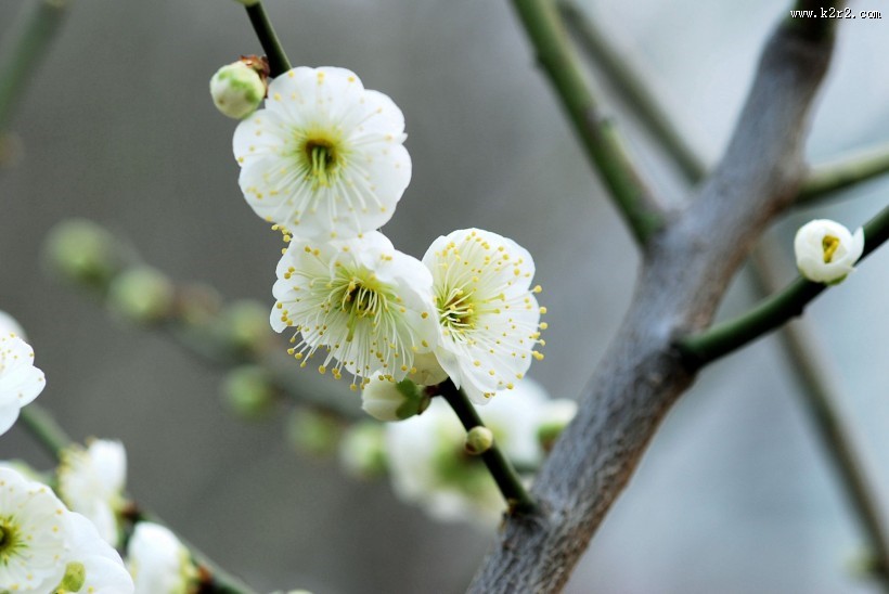 绿萼梅图片大全