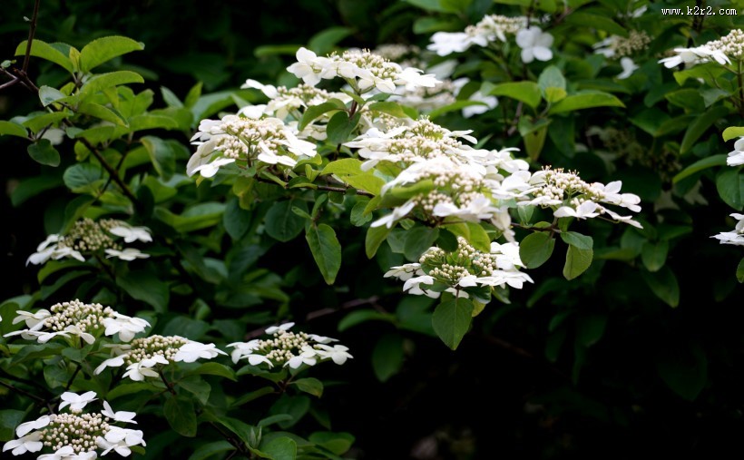 洁白的琼花图片大全