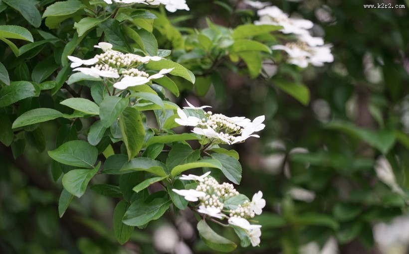 洁白的琼花图片大全