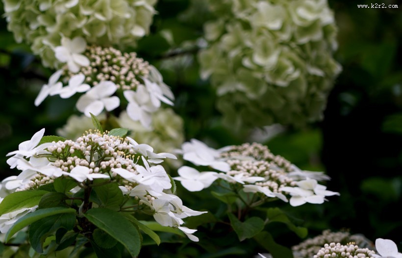 洁白的琼花图片大全