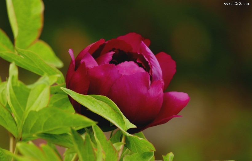 雨后牡丹花图片