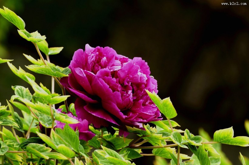 雨后牡丹花图片