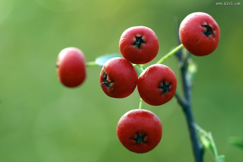 红红的火棘果图片