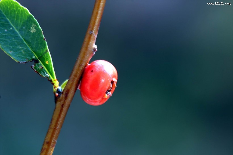 红红的火棘果图片