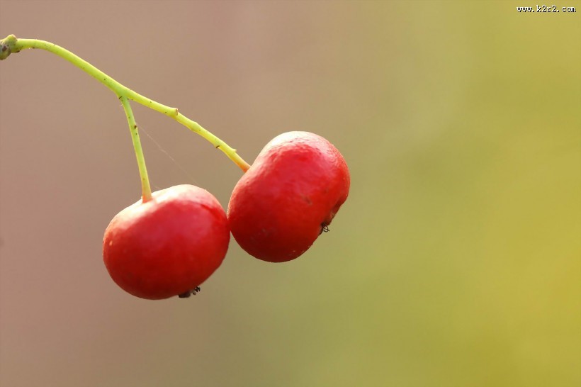 红红的火棘果图片