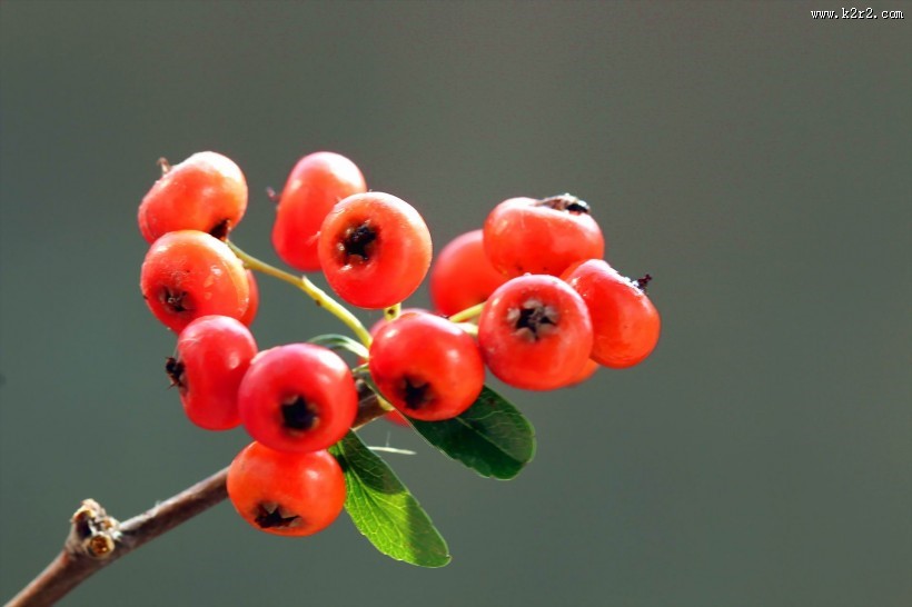 红红的火棘果图片