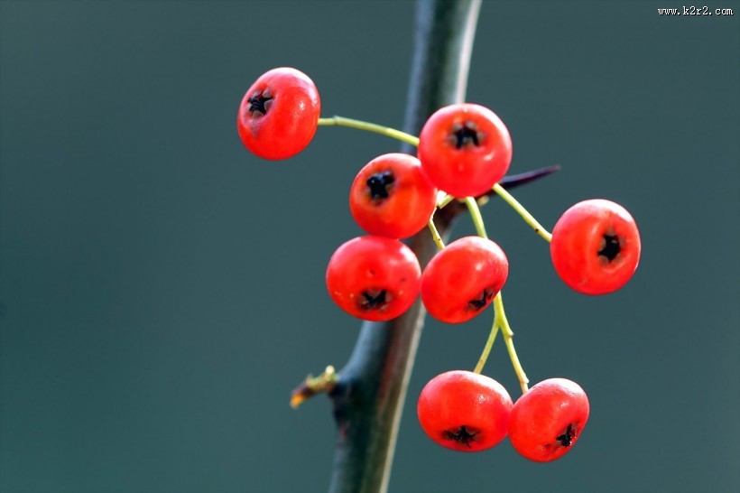 红红的火棘果图片