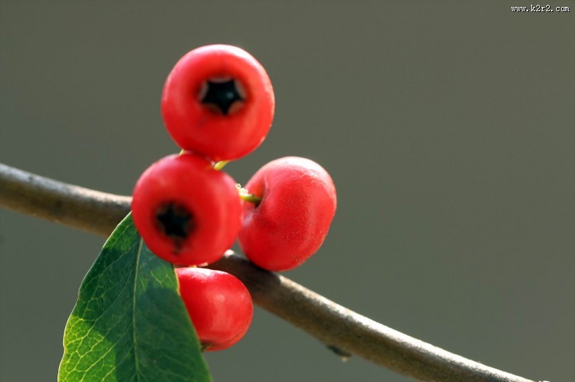 红红的火棘果图片