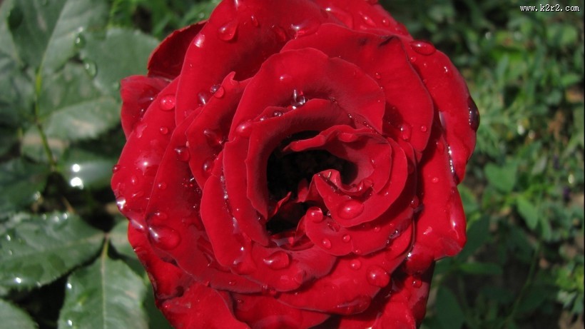 红色玫瑰花图片大全