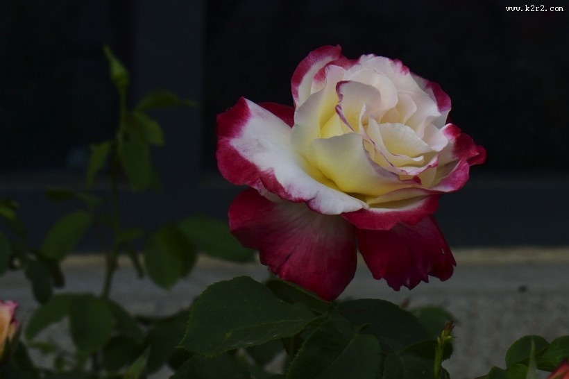 娇艳的月季花图片