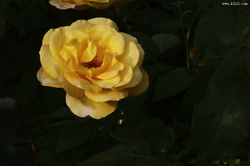 娇艳的月季花图片