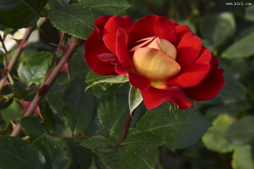 娇艳的月季花图片
