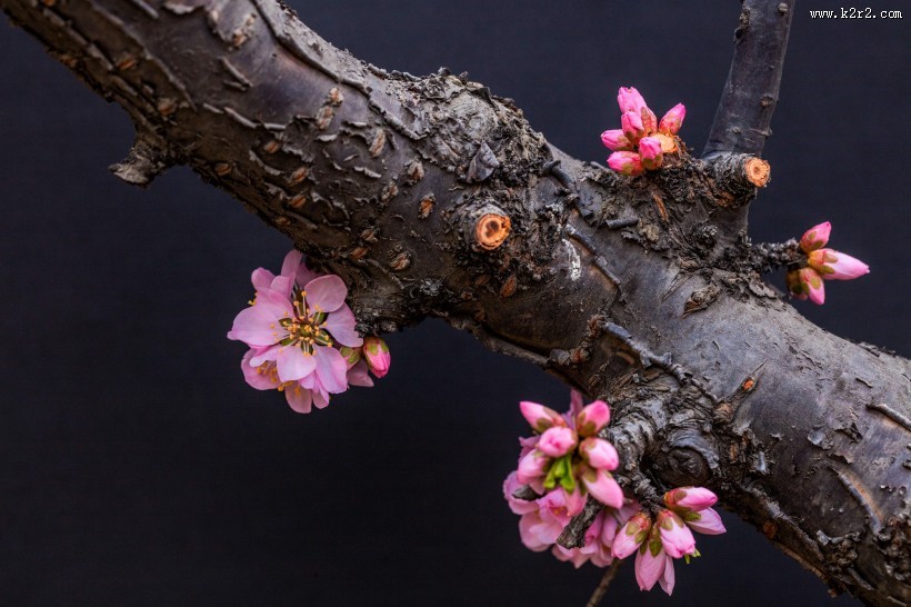漂亮粉红色的桃花图片大全