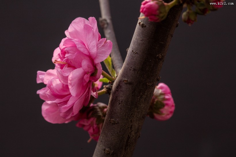 漂亮粉红色的桃花图片大全