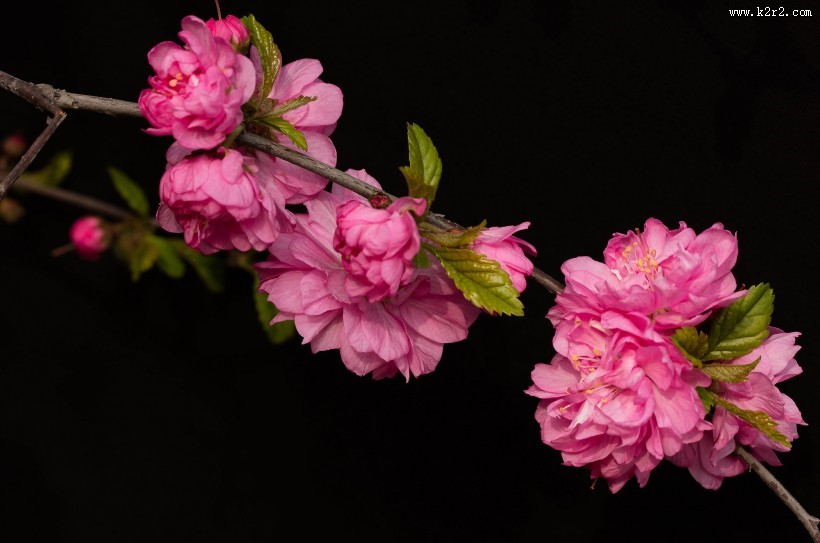 漂亮粉红色的桃花图片大全