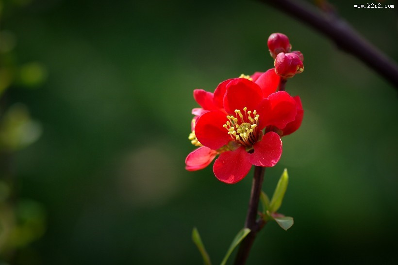 火红的贴梗海棠图片大全
