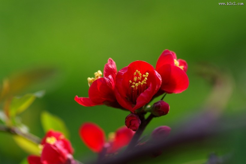 火红的贴梗海棠图片大全