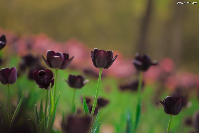 艳丽的郁金香图片