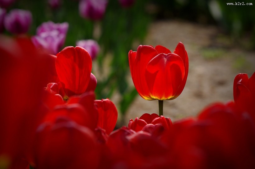 多姿多彩的郁金香图片大全
