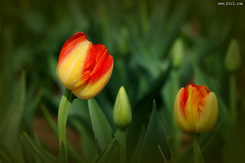 多姿多彩的郁金香图片大全