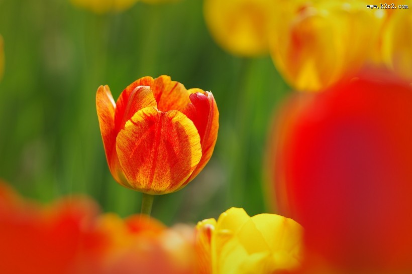 多姿多彩的郁金香图片大全