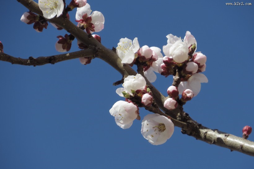 春天杏花图片