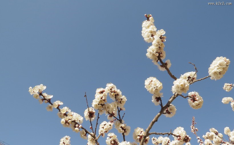 春天杏花图片
