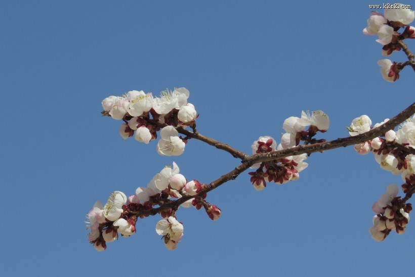 春天杏花图片