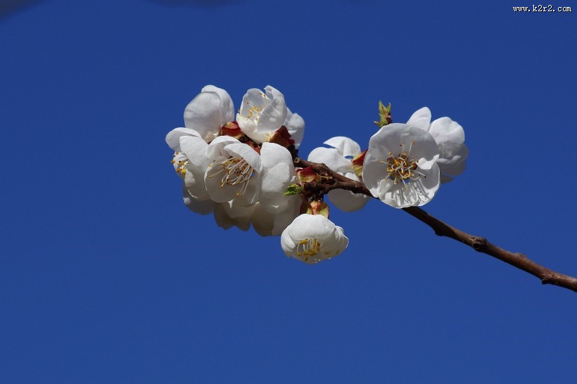 杏花图片