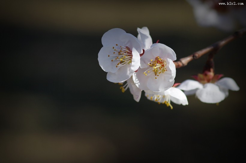 杏花图片