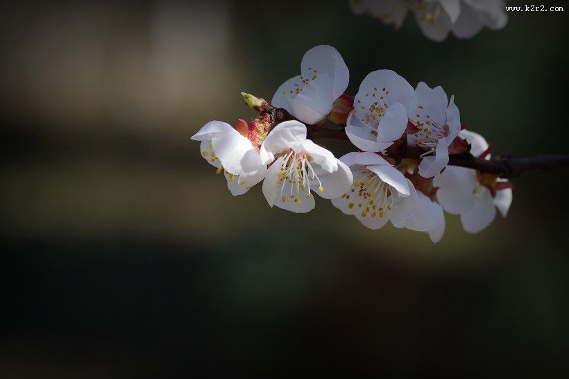 杏花图片