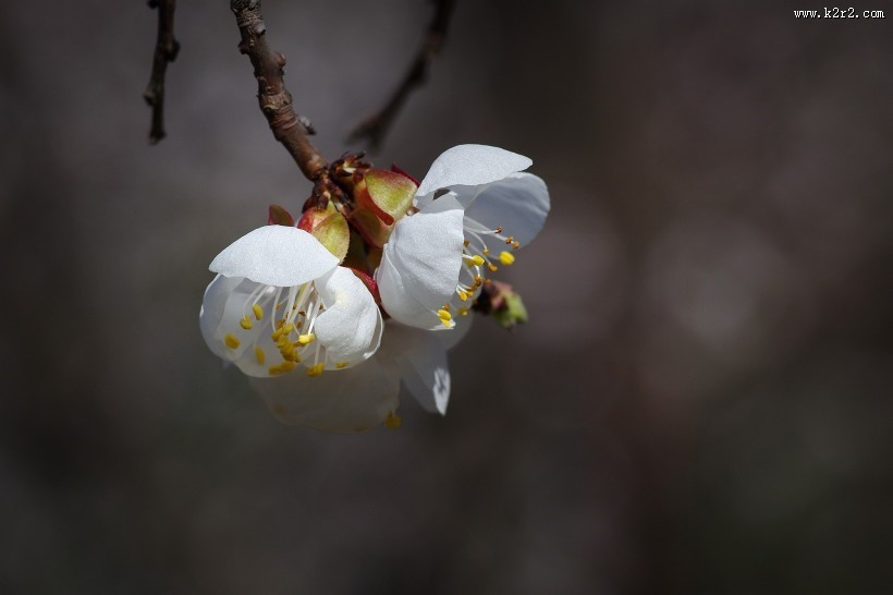 杏花图片