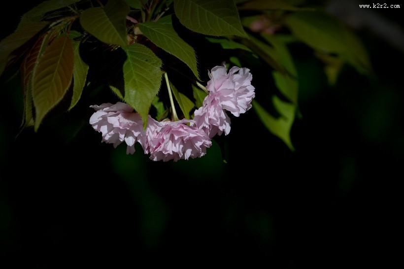 春天怒放的鲜花图片大全