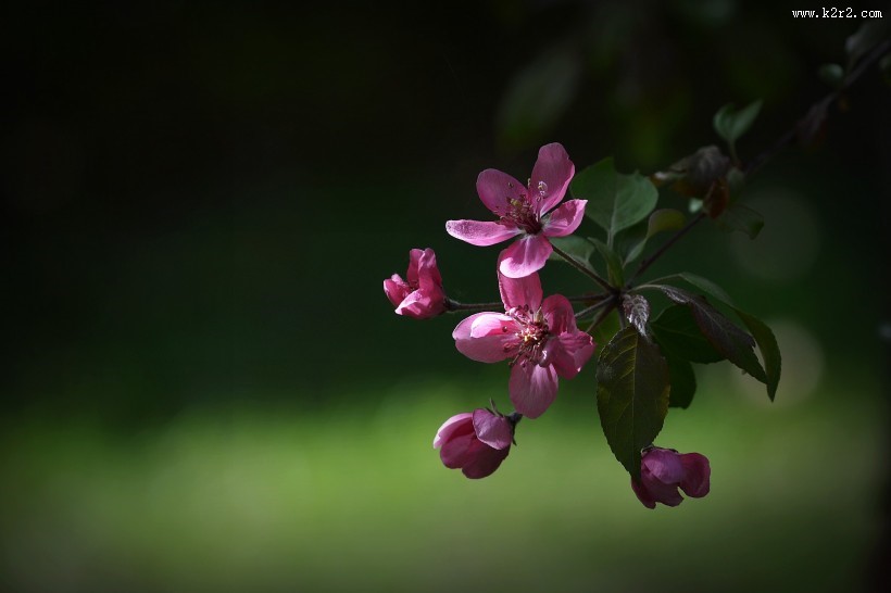 春天怒放的鲜花图片大全