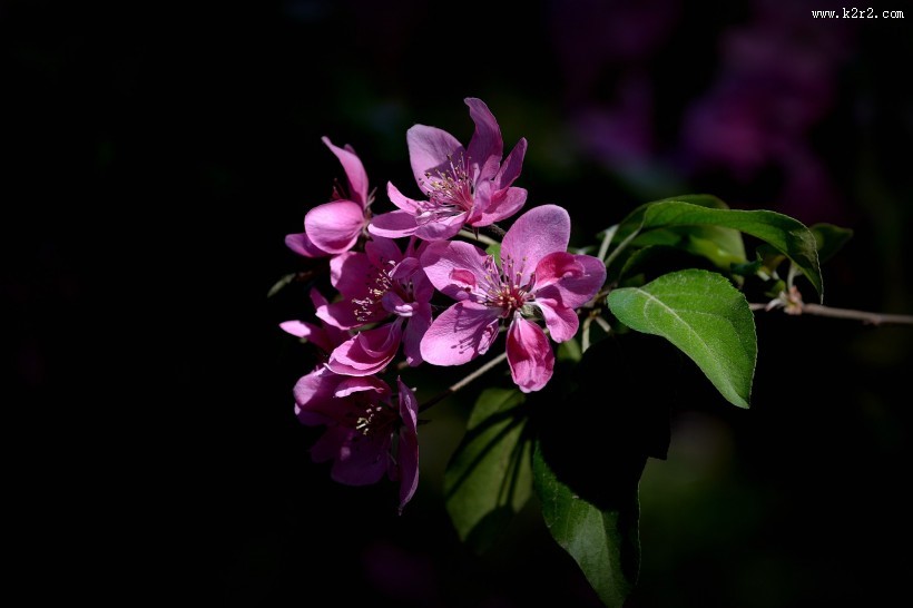 春天怒放的鲜花图片大全
