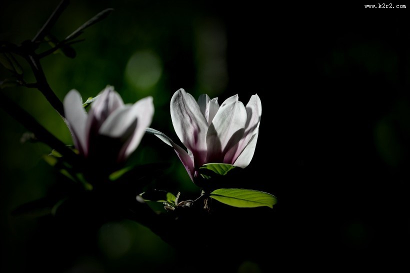 春天怒放的鲜花图片大全