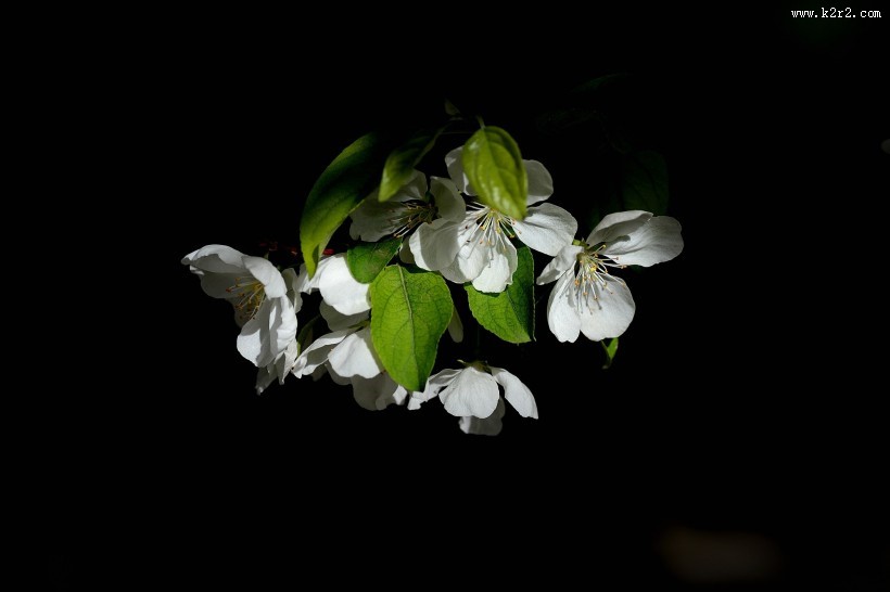 春天怒放的鲜花图片大全