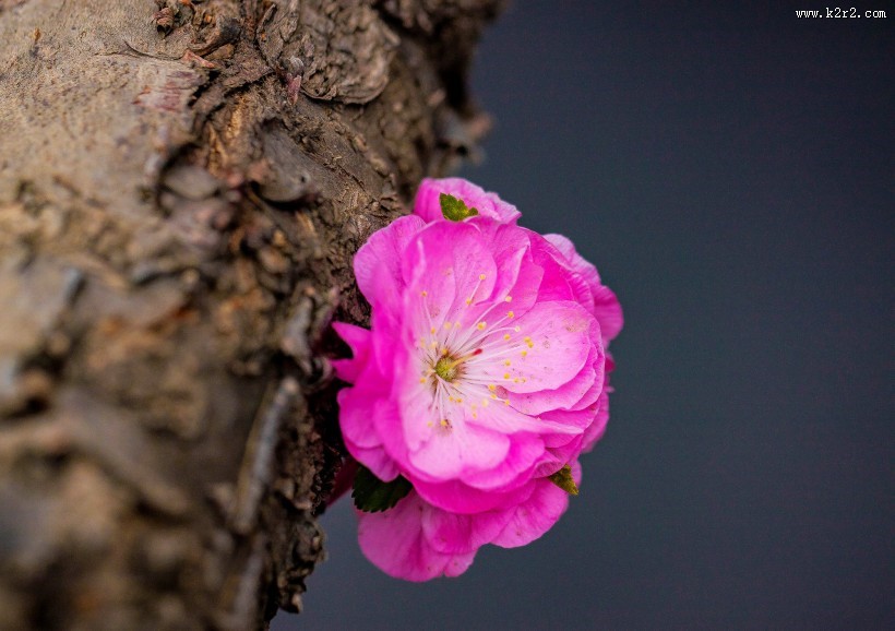 美丽的桃花图片