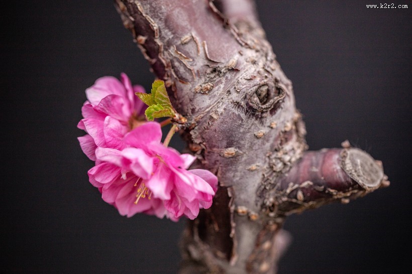 美丽的桃花图片