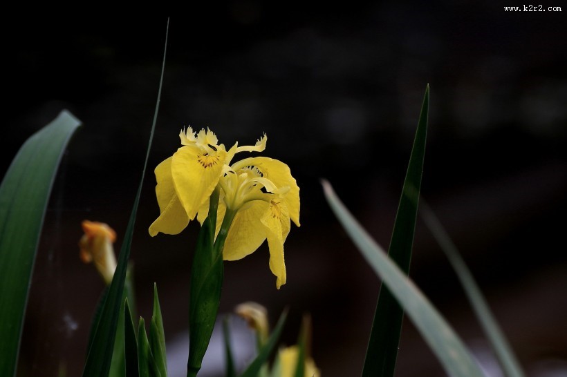 黄色鸢尾图片大全